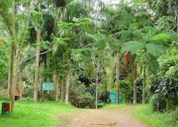 Menjelajahi Taman Hutan Raya Wan Abdul Rachman: Destinasi Trekking di Lampung