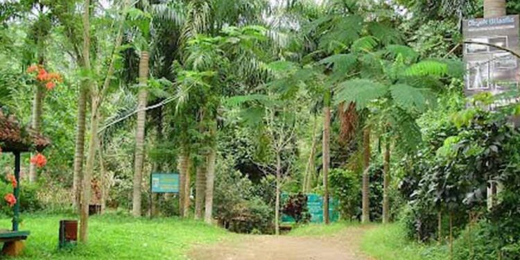 Menjelajahi Taman Hutan Raya Wan Abdul Rachman: Destinasi Trekking di Lampung