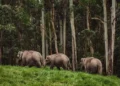 Paket Tour Konservasi: Mengenal Gajah di Taman Nasional Way Kambas
