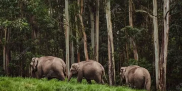 Paket Tour Konservasi: Mengenal Gajah di Taman Nasional Way Kambas