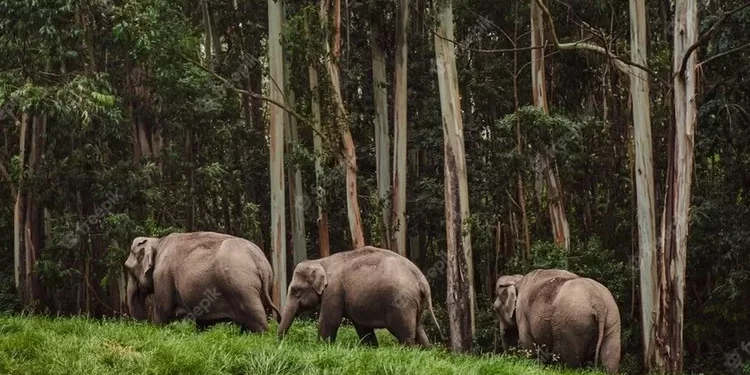 Paket Tour Konservasi: Mengenal Gajah di Taman Nasional Way Kambas