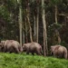 Paket Tour Konservasi: Mengenal Gajah di Taman Nasional Way Kambas