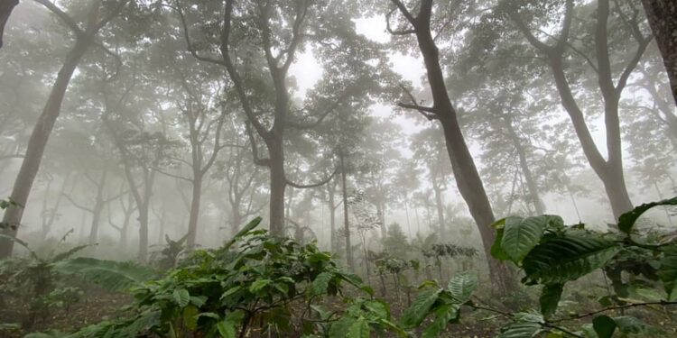 Paket Tour Kuliner: Merasakan Lezatnya Kuliner Khas Lampung