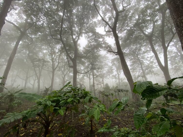 Paket Tour Kuliner: Merasakan Lezatnya Kuliner Khas Lampung