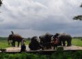 Wisata Edukasi: Mengenal Konservasi Gajah di Taman Nasional Way Kambas