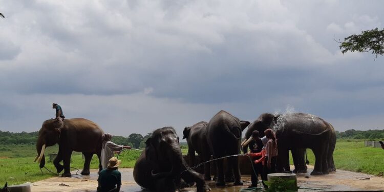 Wisata Edukasi: Mengenal Konservasi Gajah di Taman Nasional Way Kambas