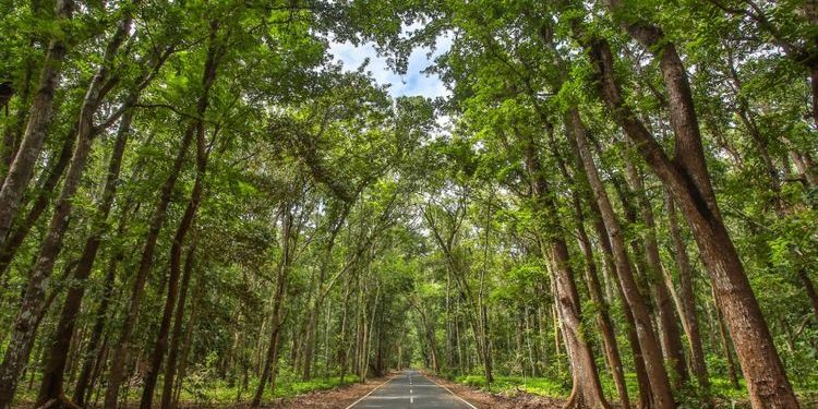 Offroad Taman Nasional Alas Purwo